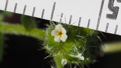 Cryptantha cycloptera