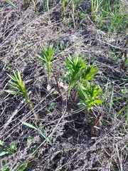 Erysimum hieraciifolium