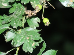 Crataegus macrocarpa