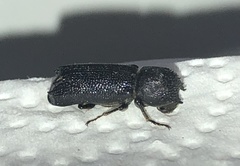 Amphicerus cornutus