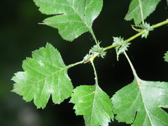 Crataegus macrocarpa