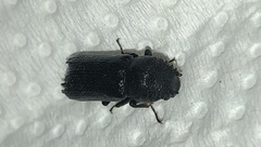 Amphicerus cornutus