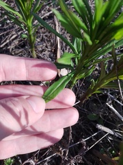 Erysimum hieraciifolium