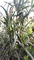 Dracaena angustifolia image