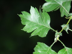 Crataegus macrocarpa