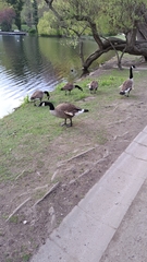 Branta canadensis