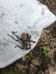 Cyphoderris monstrosa