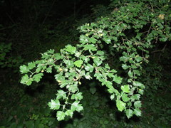 Crataegus macrocarpa
