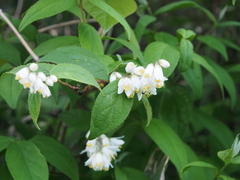 Deutzia crenata