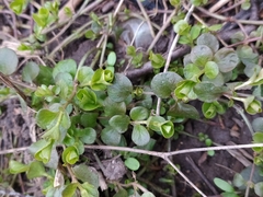 Lysimachia nummularia
