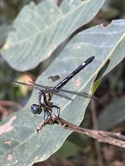 Tetrathemis