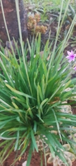 Tulbaghia violacea