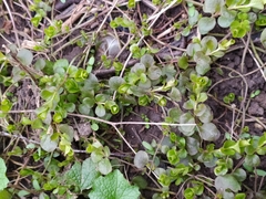 Lysimachia nummularia