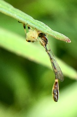 Leptopteromyia americana