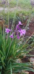 Tulbaghia violacea