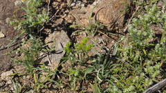 Cryptantha cycloptera