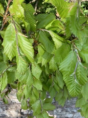 Fagus sylvatica
