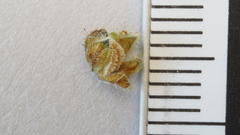 Cryptantha cycloptera