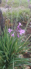 Tulbaghia violacea