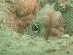 Gymnothorax minor