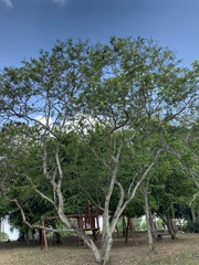 Leucaena diversifolia