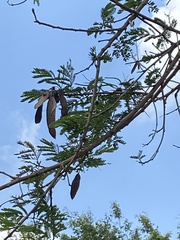 Leucaena diversifolia