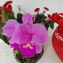Cattleya