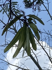 Leucaena diversifolia
