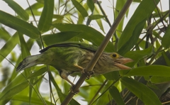 Psilopogon lineatus