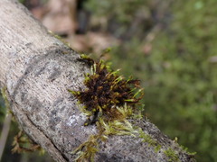 Ulota obtusiuscula