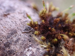 Ulota obtusiuscula