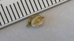 Cryptantha cycloptera