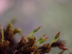 Ulota obtusiuscula