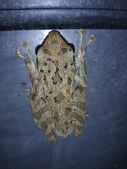 Polypedates leucomystax