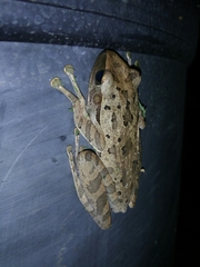 Polypedates leucomystax