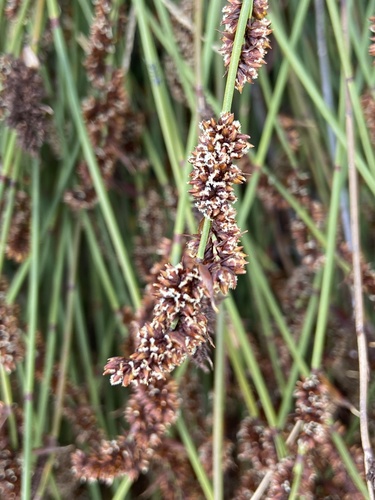 Elegia tectorum