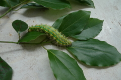 Saturnia pyretorum