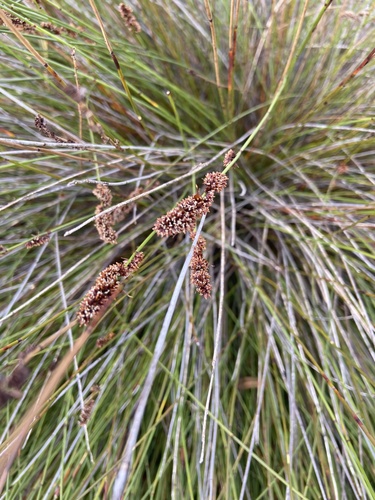 Elegia tectorum