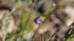 Astragalus nuttallianus imperfectus