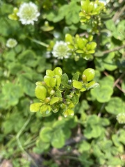 Buxus microphylla