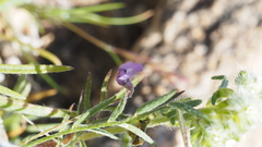 Astragalus nuttallianus imperfectus