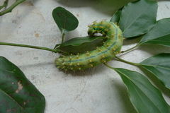 Saturnia pyretorum