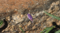 Astragalus nuttallianus imperfectus