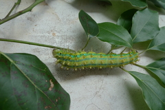 Saturnia pyretorum