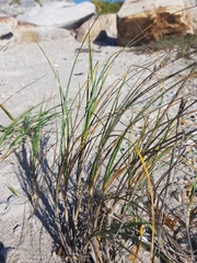 Thinopyrum distichum