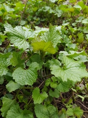 Alliaria petiolata