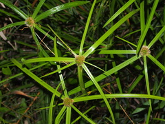 Cyperus aromaticus