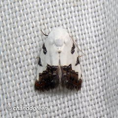 Casminola johannstumpfi