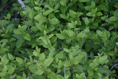 Stellaria bungeana
