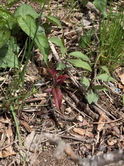 Hemigraphis alternata